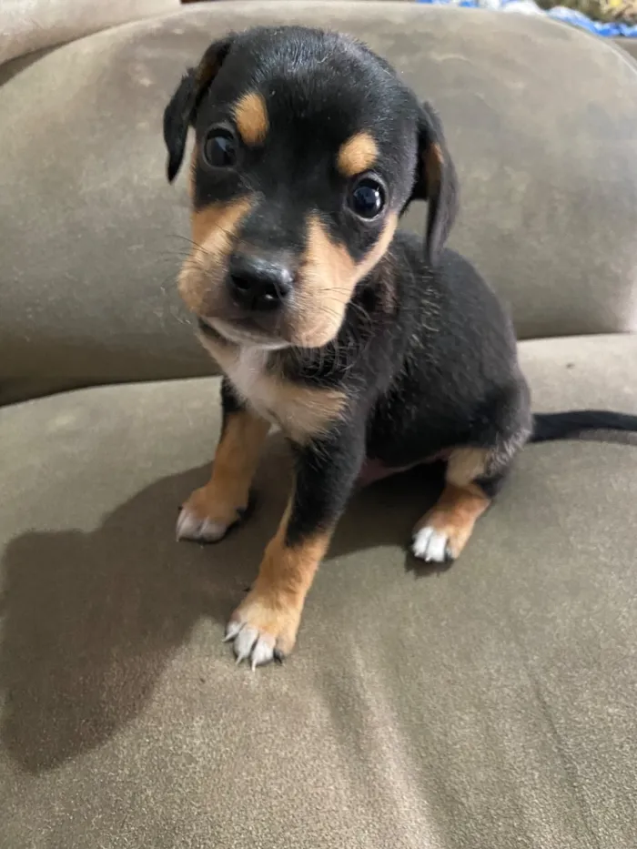 Cachorro raça SRD-ViraLata idade Abaixo de 2 meses nome Princesa, neguinho e rot 