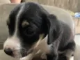 Princesa, neguinho e rot 