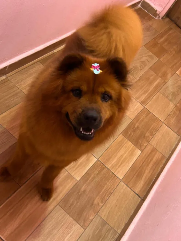 Cachorro raça SRD-ViraLata idade 3 anos nome luna