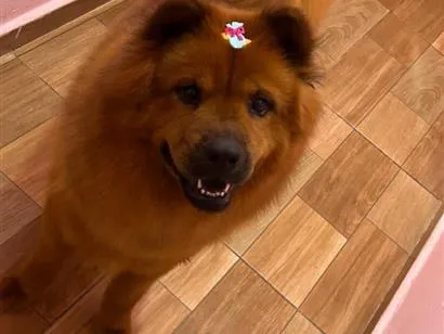 Cachorro raça SRD-ViraLata idade 3 anos nome luna