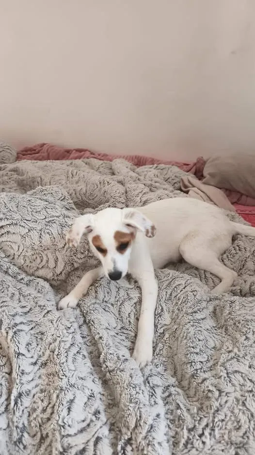 Cachorro raça SRD-ViraLata idade 2 a 6 meses nome RANIRA