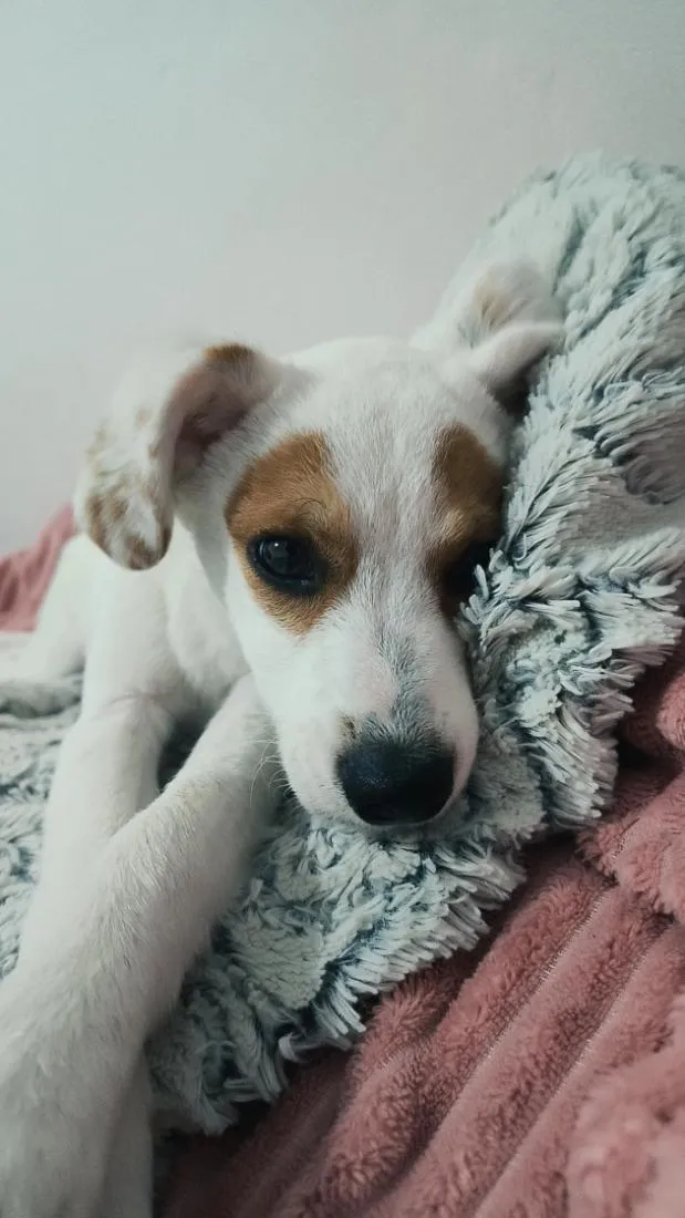 Cachorro raça SRD-ViraLata idade 2 a 6 meses nome RANIRA