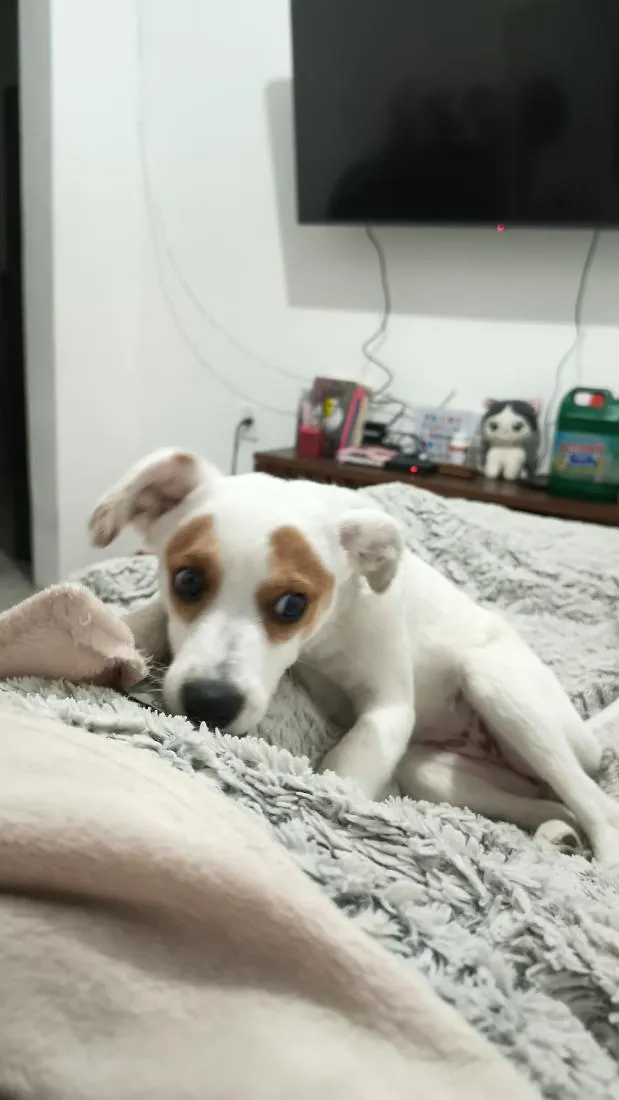 Cachorro raça SRD-ViraLata idade 2 a 6 meses nome RANIRA