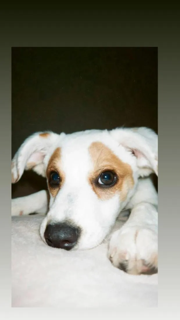 Cachorro raça SRD-ViraLata idade 2 a 6 meses nome RANIRA