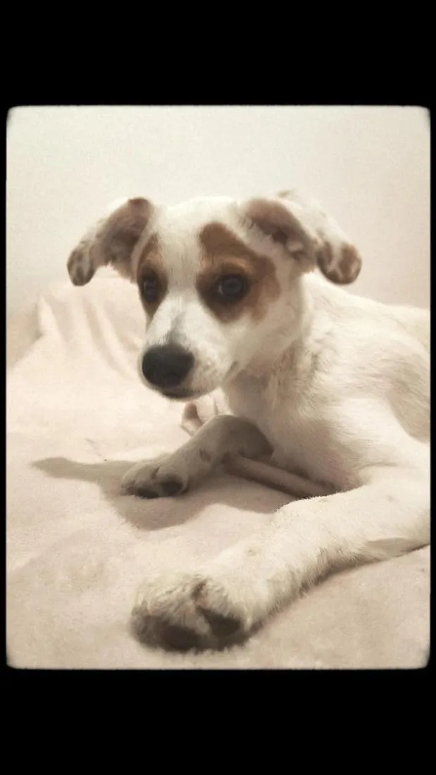 Cachorro raça SRD-ViraLata idade 2 a 6 meses nome RANIRA