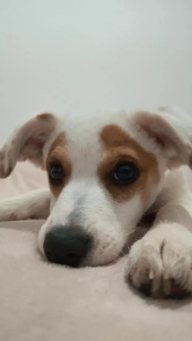 Cachorro raça SRD-ViraLata idade 2 a 6 meses nome RANIRA