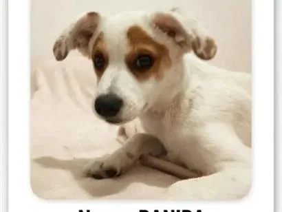 Cachorro raça SRD-ViraLata idade 2 a 6 meses nome RANIRA
