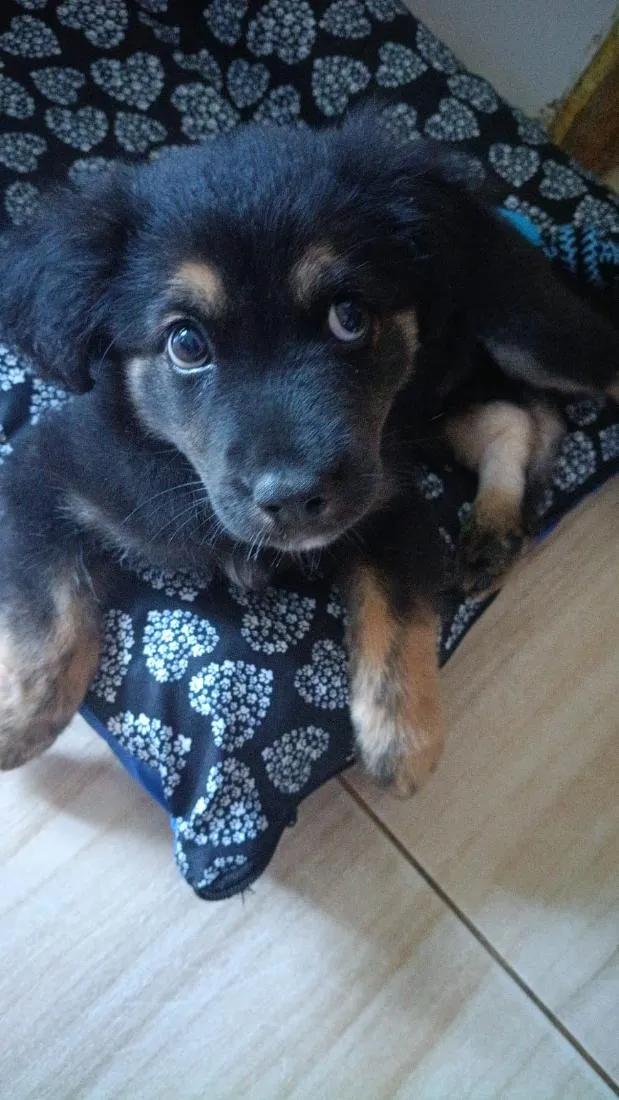 Cachorro raça SRD-ViraLata idade 2 a 6 meses nome brucy 
