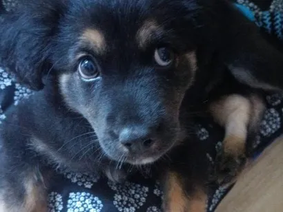 Cachorro raça SRD-ViraLata idade 2 a 6 meses nome brucy 