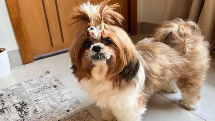 Cachorro raça Shitzu idade 6 ou mais anos nome Margot