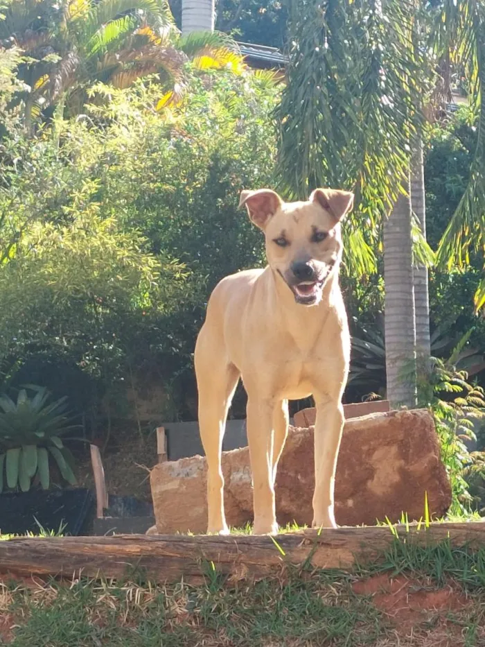 Cachorro raça SRD-ViraLata idade 1 ano nome Dora