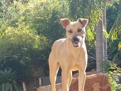 Cachorro raça SRD-ViraLata idade 1 ano nome Dora