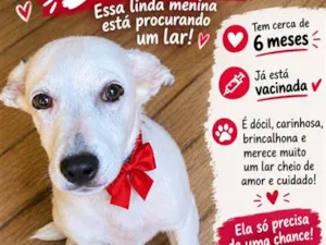Cachorro raça SRD-ViraLata idade 2 a 6 meses nome Dakota