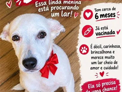Cachorro raça SRD-ViraLata idade 2 a 6 meses nome Dakota