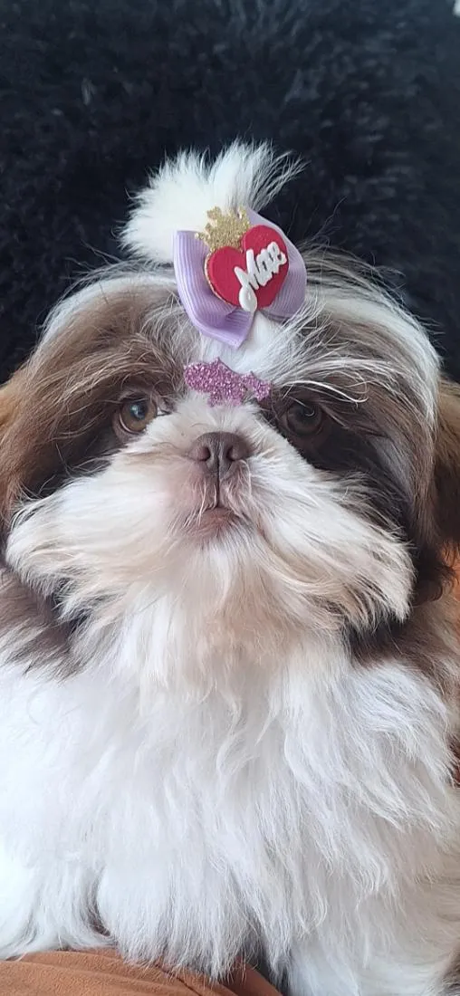 Cachorro raça Shitzu idade 7 a 11 meses nome klain e Winni 