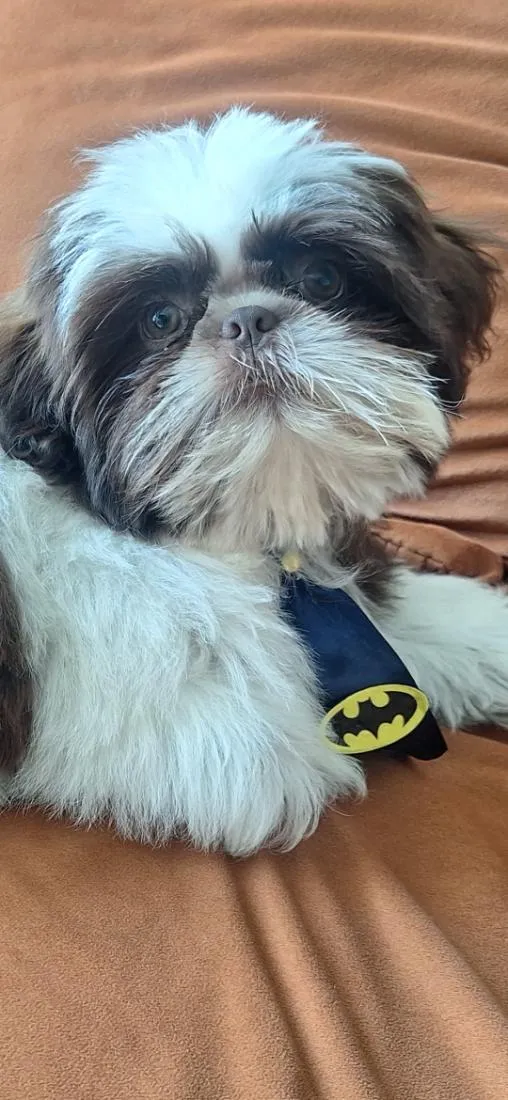 Cachorro raça Shitzu idade 7 a 11 meses nome klain e Winni 