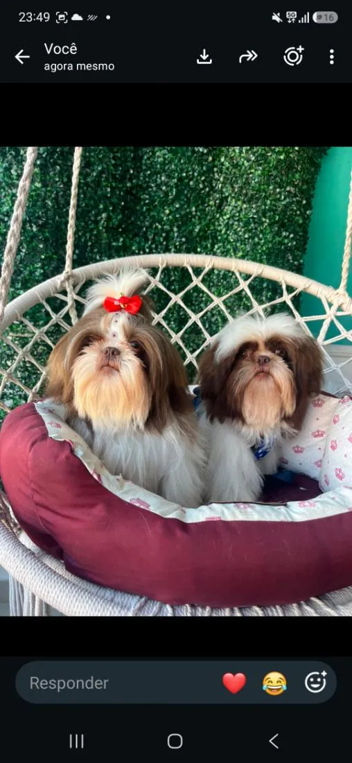 Cachorro raça Shitzu idade 7 a 11 meses nome klain e Winni 