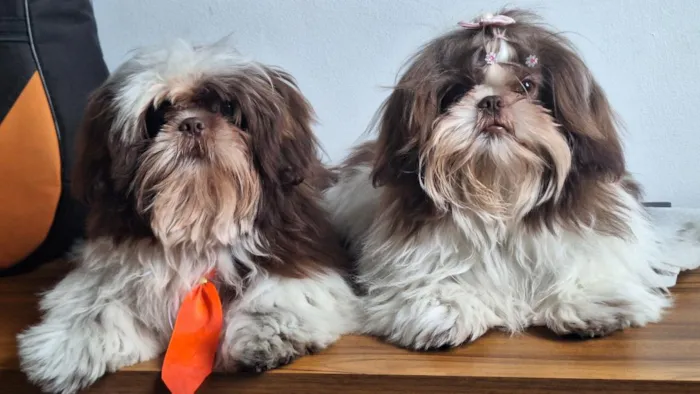 Cachorro raça Shitzu idade 7 a 11 meses nome klain e Winni 