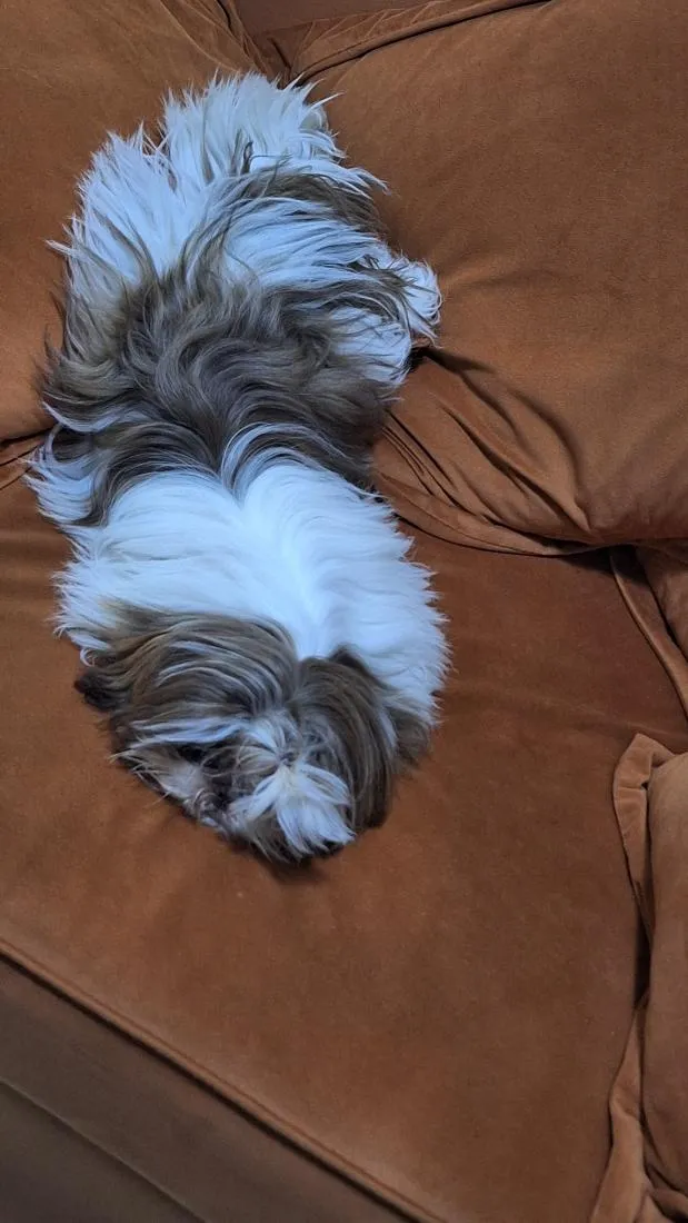 Cachorro raça Shitzu idade 7 a 11 meses nome klain e Winni 