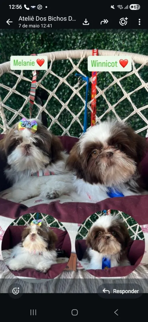 Cachorro raça Shitzu idade 7 a 11 meses nome klain e Winni 