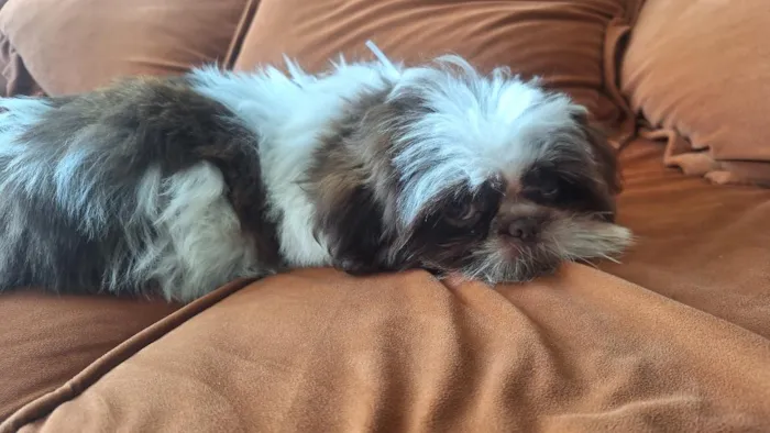 Cachorro raça Shitzu idade 7 a 11 meses nome klain e Winni 