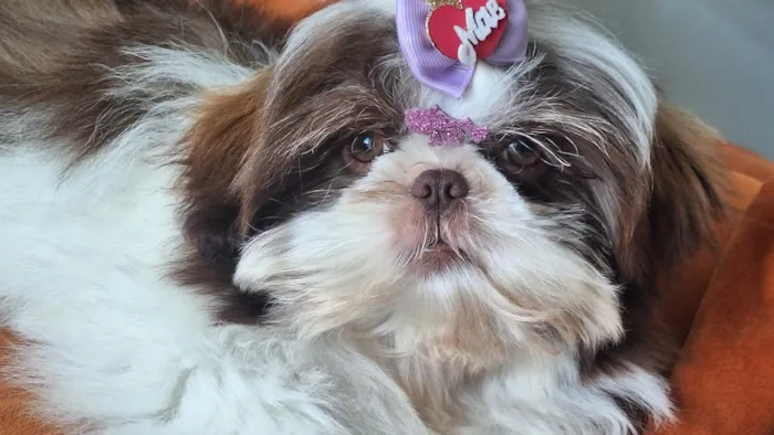 Cachorro raça Shitzu idade 7 a 11 meses nome klain e Winni 