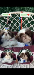 klain e Winni 