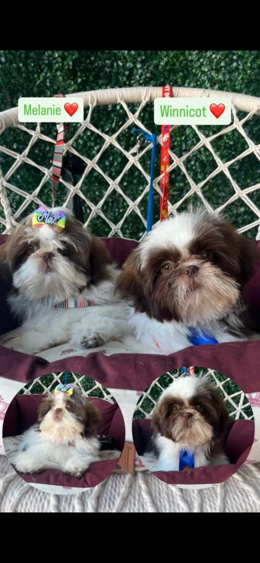 Cachorro raça Shitzu idade 7 a 11 meses nome klain e Winni 