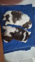 klain e Winni 