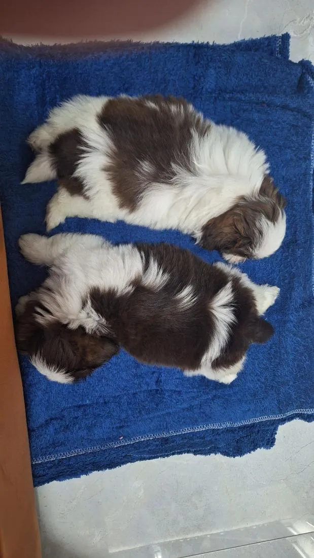 Cachorro raça Shitzu idade 7 a 11 meses nome klain e Winni 
