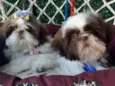 klain e Winni 