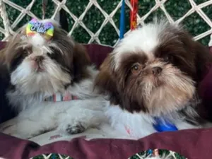 Cachorro raça Shitzu idade 7 a 11 meses nome klain e Winni 