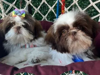 Cachorro raça Shitzu idade 7 a 11 meses nome klain e Winni 