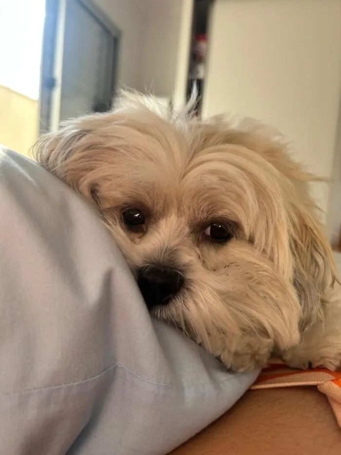 Cachorro raça Lhasa Apso idade 3 anos nome Gloria