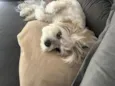 Gloria