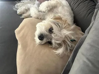 Cachorro raça Lhasa Apso idade 3 anos nome Gloria