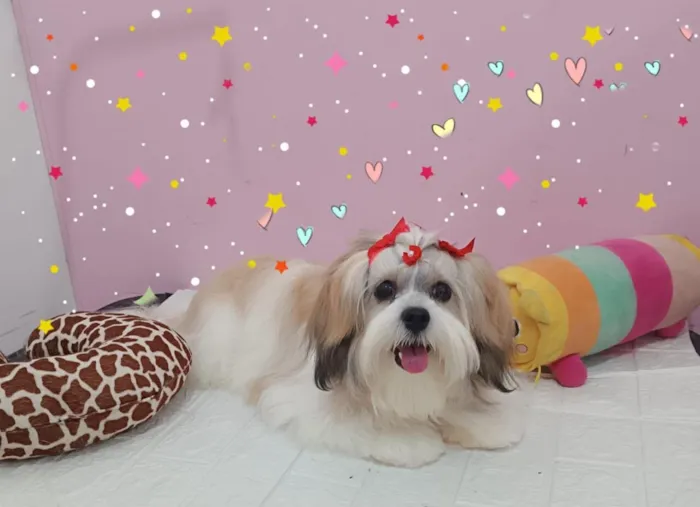 Cachorro raça Lhasa Apso idade 3 anos nome Gloria