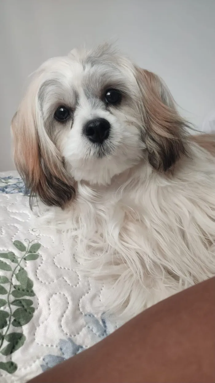 Cachorro raça Lhasa Apso idade 3 anos nome Gloria