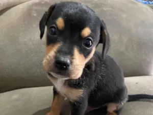 Cachorro raça SRD-ViraLata idade Abaixo de 2 meses nome Princesa, neguinho e rot 