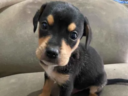 Cachorro raça SRD-ViraLata idade Abaixo de 2 meses nome Princesa, neguinho e rot 