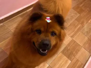 Cachorro raça SRD-ViraLata idade 3 anos nome luna