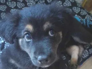 Cachorro raça SRD-ViraLata idade 2 a 6 meses nome brucy 
