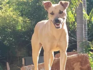 Cachorro raça SRD-ViraLata idade 1 ano nome Dora