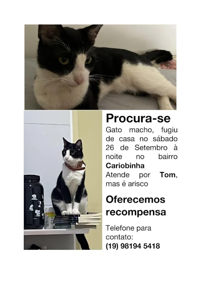 Gato raça SRD-ViraLata idade 3 anos nome Tom