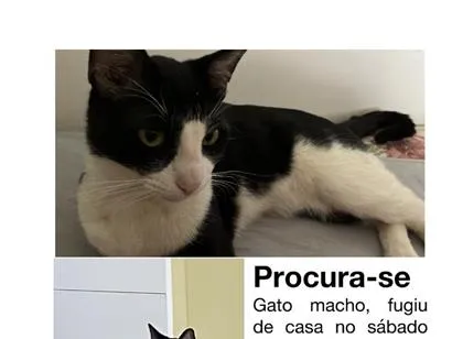 Gato raça SRD-ViraLata idade 3 anos nome Tom