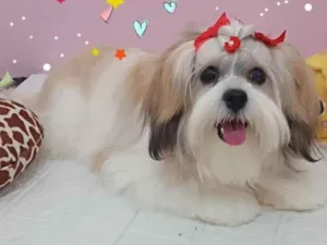 Cachorro raça Lhasa Apso idade 3 anos nome Gloria
