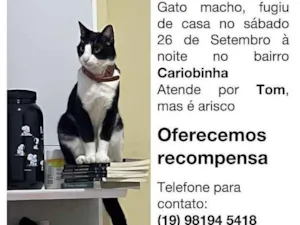 Gato raça SRD-ViraLata idade 3 anos nome Tom