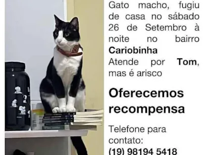 Gato raça SRD-ViraLata idade 3 anos nome Tom