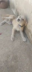 Bob