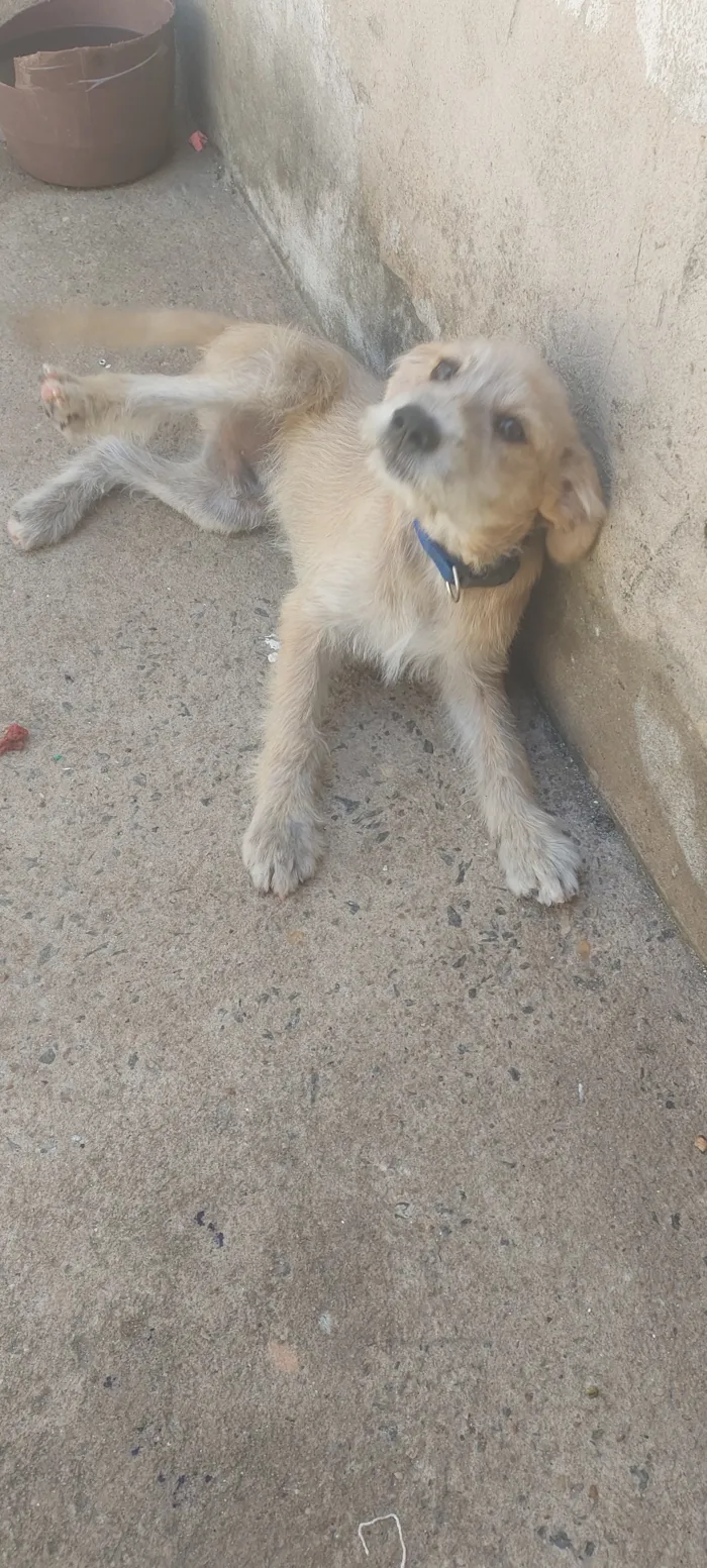 Cachorro raça SRD-ViraLata idade 2 a 6 meses nome Bob
